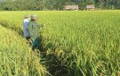 Đánh giá năng xuất sản lượng lúa và hoa màu  vụ Mùa năm 2021