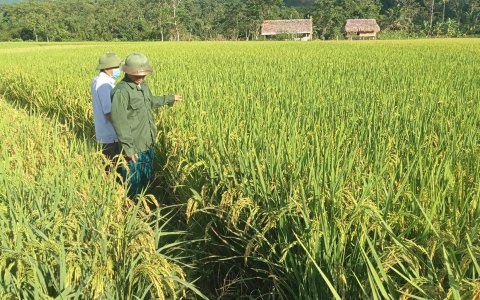 Đánh giá năng xuất sản lượng lúa và hoa màu  vụ Mùa năm 2021